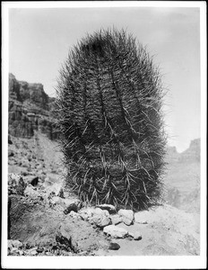 Close-up of a barrel cactus on the desert in Havasupai Indian country, ca.1920
