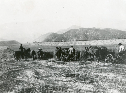 Oat harvesting operation on the Banning (Barker) Bench in Banning, California