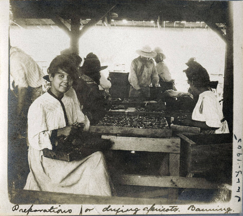 Workers preparing apricots for drying in Banning, California orchard