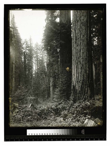 Virgin Redwoods Garfield, Humboldt County [Redwood Scene/unknown]