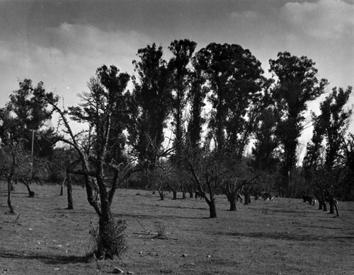 Vista, Sonoma Valley, California