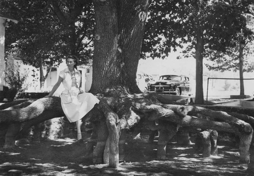 Spider Tree, Clearlake Highlands, California