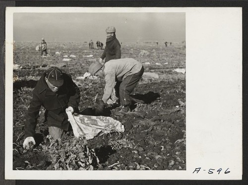 Evacuee farmers at this relocation center filling sacks with newly dug potatoes. Photographer: Stewart, Francis Newell, California