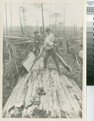 [Peelers on top of redwood log in logged forest]