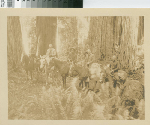 [Scene in timberland of the Little River Redwood Co., Crannell California, September 1924]