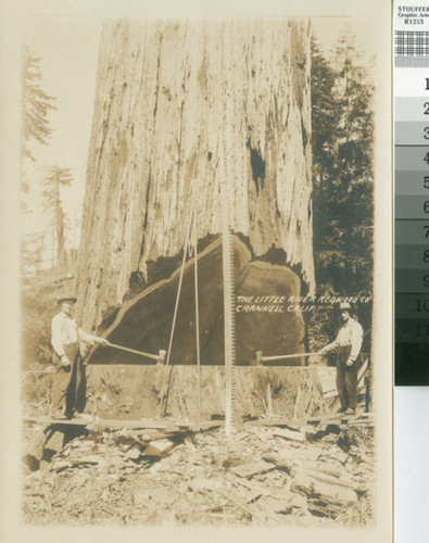 Little River Redwood Co., Crannell, Calif. [promotional photograph with loggers, tools and redwood with undercut]