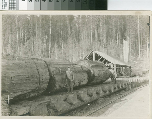 [Redwood log sections with two posed workers standing on corduroy road]