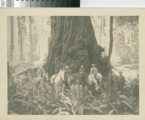 [Scene in timberland of Little River Redwood Co., Crannell California]