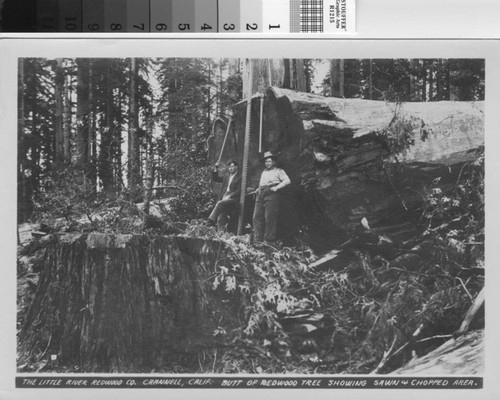 Butt of redwood tree showing sawn and chopped area
