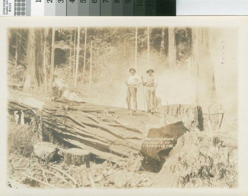 Little River Redwood Co., Crannell Cal. [promotional photograph with loggers standing on redwood log holding peeling bars]