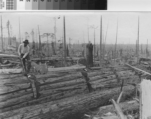 [Man ringing bark on redwood log]