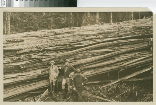 [John Sequist, Wood Boss, Little River Redwood Co. and Mr. and Mrs. Harold Salmon of Havana, Cuba in front of a fallen redwood]