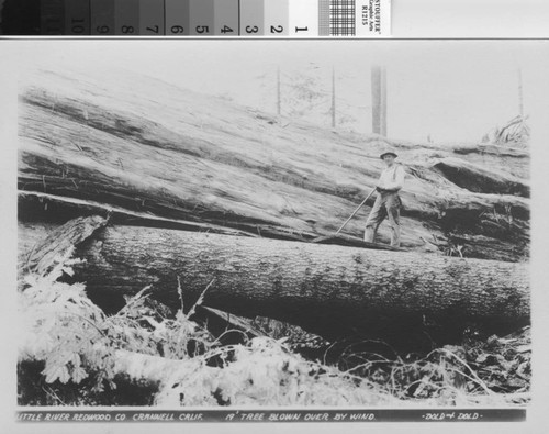 19' tree blown over by wind