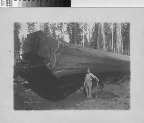 [Alex McLaughlin standing next to redwood log]