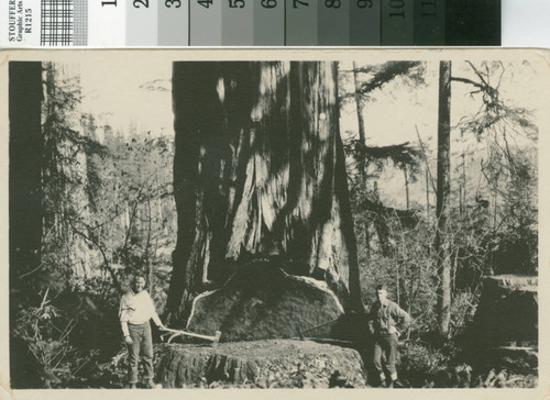 [Two men posing with tools next to undercut of large redwood tree; Little River Redwood Co. promotional postcard]