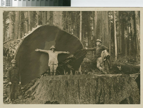 [Mr. and Mrs. Salmon of Havana, Cuba pose with John Sequist, Wood Boss, in Little River Redwood Co. woods in front of felled redwood]