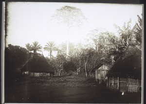Gehöft im Gebiet d. Bakosi-Stammes (Nähe von Nyasoso). Die Rundhütten sind Frauenhäuser, die rechteckige Hütte im Hintergrund ist die Hütte des Mannes (der Mann hat wahrscheinlich 3 Frauen)