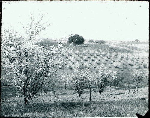 1900 Plum orchard blooming