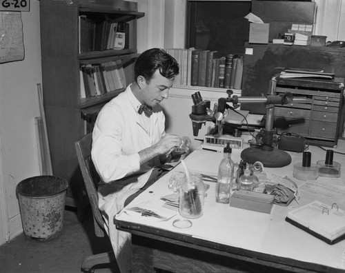 Jack Cadman, Orange County criminologist, studies evidence pertaining to the Henry Ford McCracken murder trial in the Sheriff's Department crime lab, May 1951