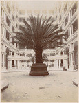 Date palm in court of Palace Hotel S.F., 96