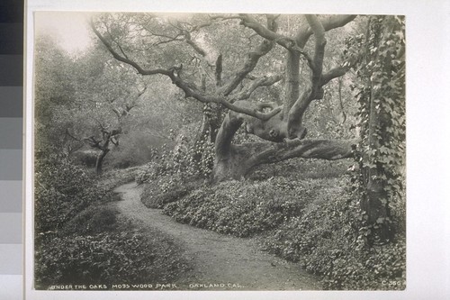 Under the Oaks, Mosswood Park, Oakland, Cal. [California]