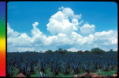 Viaje a Chiapas - Maguey