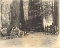Temporary repair shop, in a redwood crater, governor's camp