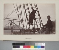 "Bear ["Pete"] in rigging, S.S. Ancon." [photographic print]