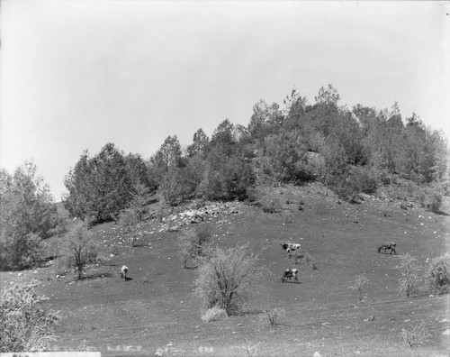 Ledge with field and cattle, Louise Mine. [transparency]