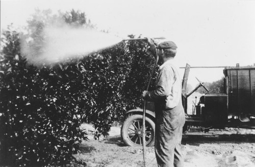 Neale C. Kurtz spraying orange trees in Orange, California, 1929