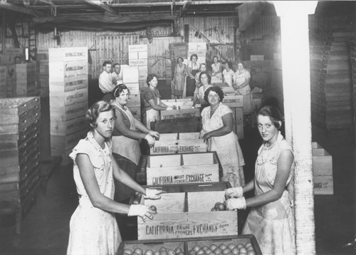 Central Lemon Association packing house interior with lemon packers, 1930s