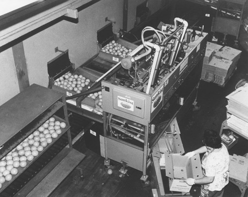 Automatic Packing Machine at Villa Park Orchards Association