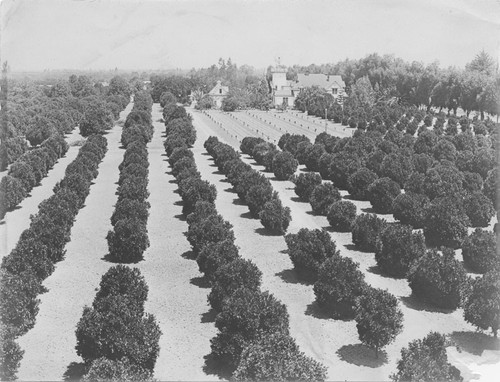 Burnham Citrus Ranch, Orange, California, ca. 1915