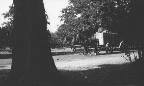 Henry Frevert on a horse-drawn manure wagon in Santa Ana, California, 1909