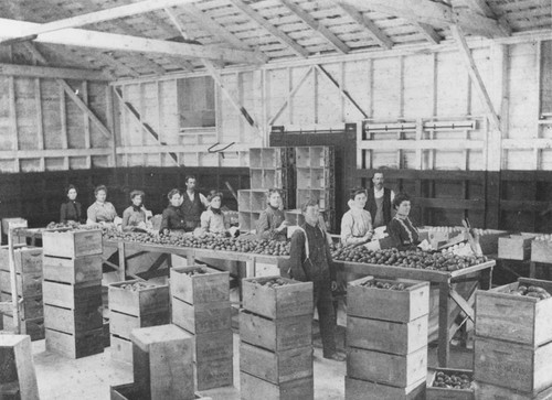 David Hewes' packing house interior with workers, ca. 1905