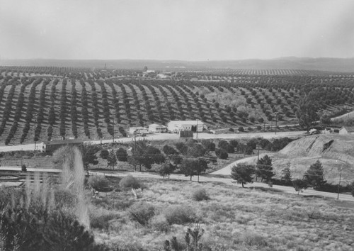 Orange groves along Olive Road, Orange, California, ca. 1926