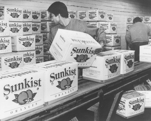 Villa Park Orchards Association packing plant interior with boxes of Sunkist oranges on conveyor belt, 1996