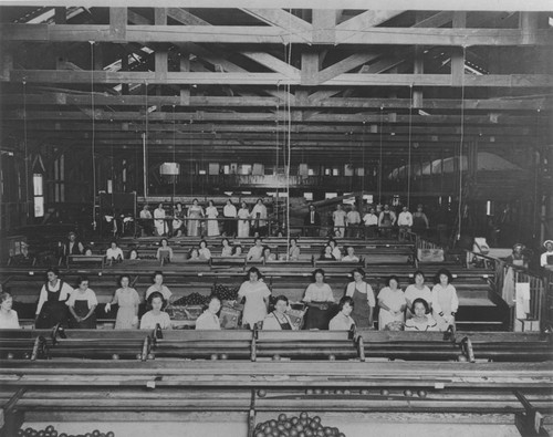 McPherson Heights Citrus Association Packing House interior, 1924