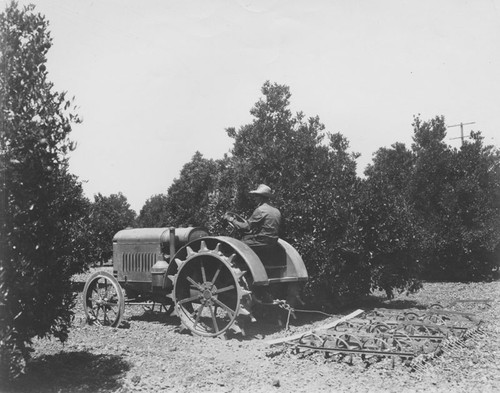 McCormick-Deering tractor and plow in an orange grove, Orange, California, ca. 1930