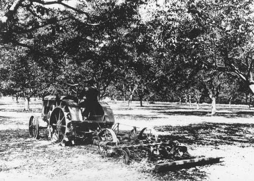 Photograph of a tractor from the M. Eltiste Company in a walnut grove, Orange, California, ca. 1924