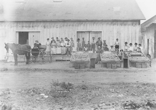 McPherson Heights Citrus Association packing house and employees, ca. 1900