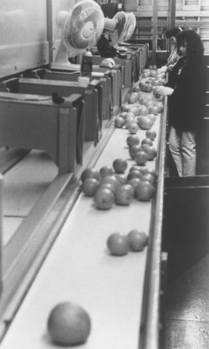 Villa Park Orchards Association interior with graders executing quality control on oranges, 1996