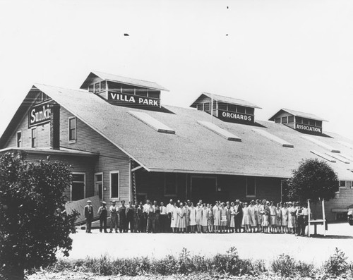 Villa Park Orchards Association packing house, Villa Park, California, ca. 1922