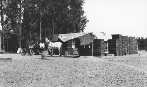 Apricot camp at Hillebrecht Ranch, Orange, California, 1912