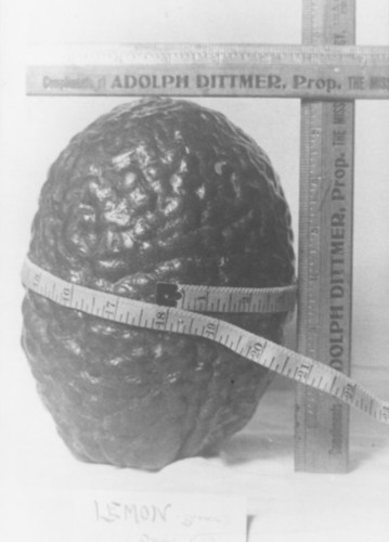 Over-sized lemon grown in Orange, California, ca. 1910