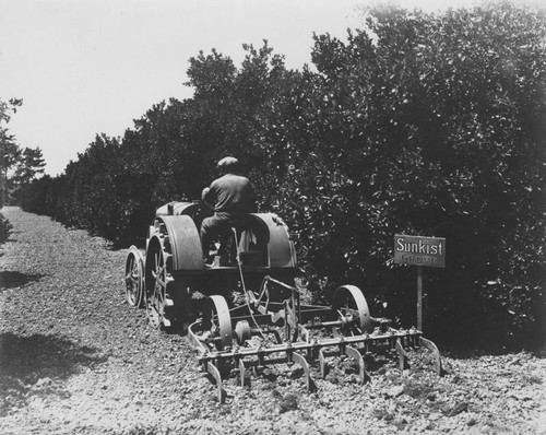 Tractor pulling cultivator in Sunkist Orange Grove, Orange, California, ca. 1930