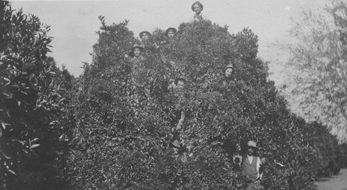 Pierce Ranch orange pickers, Orange, California, ca. 1915