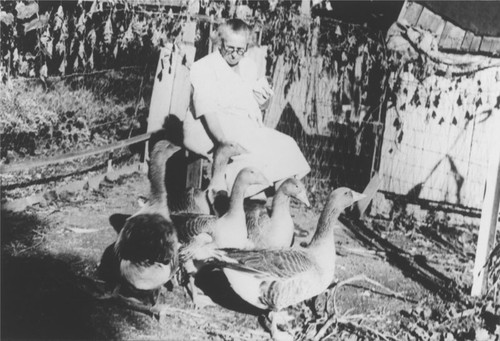 Mrs. Grace Pitcher tending her geese, Orange, California