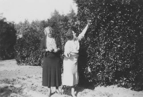 Thelma and her mother, Mrs. McGann, picking oranges at the Bishop Ranch, ca. 1930