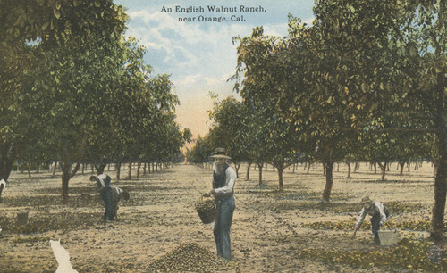 "An English Walnut Ranch near Orange, California"
